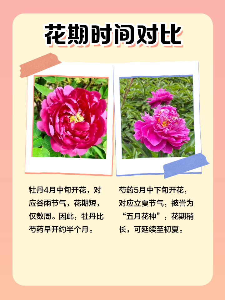 牡丹开花时间是何时