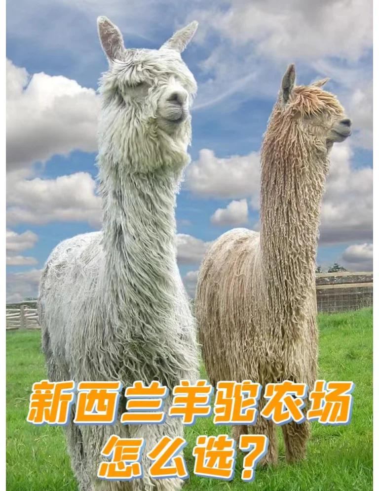 羊绒羊毛羊驼的区别